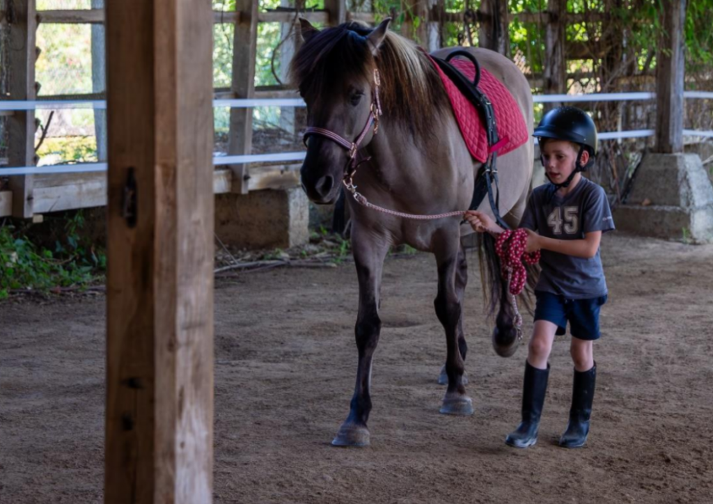 Étapes de la séance équithérapie stages et actualités