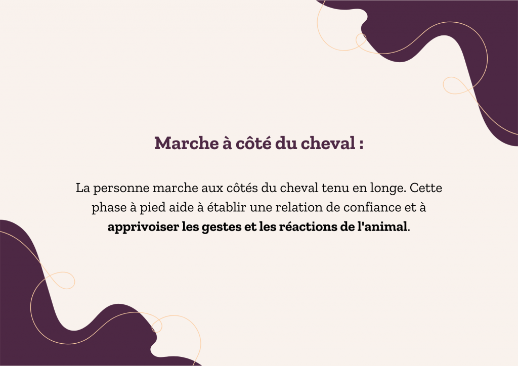 Étapes de la séance équithérapie stages et actualités