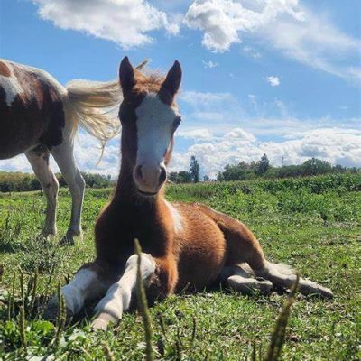 Centre équestre de L'Éperon près de Tarbes – Équitation et bien-être